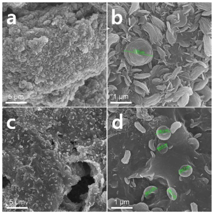 Surface images (SEM) of the electrodes after initial fully discharged. (a, b) pristine electrode; (c, d) PEDOT electrode.