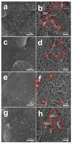 SEM images of the discharged electrodes employing polyimide-coated CNTs using electrolytes with (a, b) basic, (c, d) LiI, (e, f) CsI, and (g, h) LiNO3/CsI