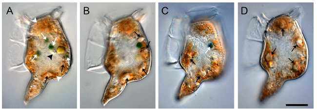 먹이생물 섬모류 Mesodinium coatsi를 섭식한 후 15분 경과 후(A), 5시간 경과 후(B), 18시간 경과 후(C) 및 26시간 경과 후의 와편모류 Dinophysis caudata 내에 녹색 색소체의 분포.