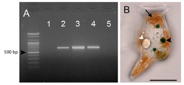 (A) 적갈색 색소체를 갖는 섬모류 Mesodinium rubrum을 섭식한 후 3일 째(lane 1), 은편모류 Chroomonas sp. (lane 2), 은편모류 Chroomonas sp.를 섭식한 섬모류 Mesodinium coatsi (lane 3), Mesodinium coatsi를 섭식한 후 6시간째(lane 4)와 26시간 경과시에 plastid psbA gene의 스크리닝. (B) Mesodinium coatsi를 섭식한 후 6시간째에 녹색 색소체의 분포를 보여주는 광학현미경 사진.