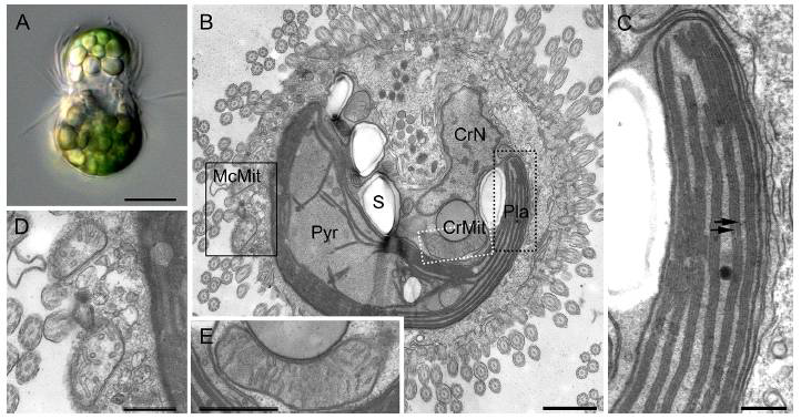 초록색 색소체를 갖는 섬모류 Mesodinium coatsi의 광학현미경 사진과 세포내 소기관의 구조를 보여주는 TEM 이미지. 2겹의 틸라코이드와 피레노이드에 틸라코이드가 침투한 특성의 색소체를 갖는 은편모류 구조가 섬모류에서 관찰됨.