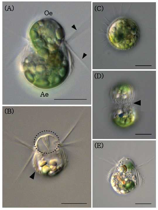 본 연구과제에서 광영양 획득 현상의 섬모류 모델생물로 연구중인 Mesodinium coatsi의 광학현미경 사진. 청록색의 색소체를 가진 먹이인 은편모류 Chroomonas를 섭취했을 때(A)와 굶었을 때(B), 세포 정단면에서의 모습(C), 분열중인 세포(D), 굶은 세포가 먹이를 섭취한 모습(E)