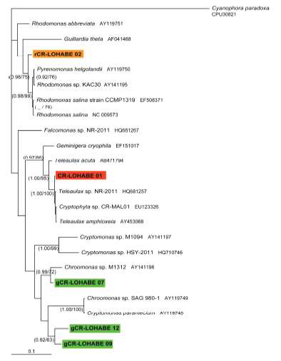 본 연구과제의 광영양 획득 현상의 모델 생물로서 연구중인 Mesodinium coatsi의 여러 먹이 은편류종의 psbA 유전자의 분자계통학적 위치.