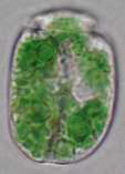 본 연구과제의 광영양 획득 현상의 모델생물로서 연구중인 Amphidinium poecilochroum