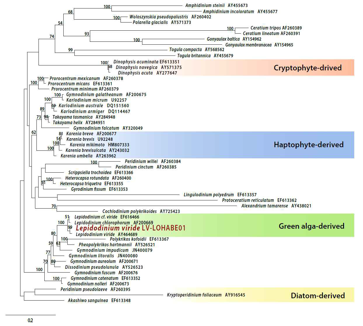광영양 획득 현상을 경험한 해양와편모류 Lepidodinium viride의 LSU D1-D3영역에 기초한 분자계통도. 페리디닌 이외의 다른 색소체를 갖는 와편모류들의 색소체 기원들을 함께 표시하였음(unpublished data).
