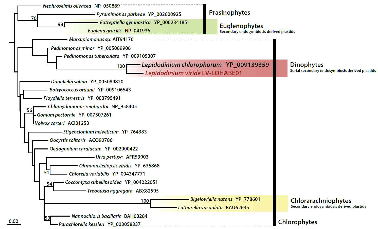 광영양 획득 현상을 경험한 해양와편모류 Lepidodinium viride의 rbcL 유전자에 기초한 분자계통도. Lepidonium viride의 색소체가 연속 이차내부공생과정을 통해 획득되었음을 보여주고 있음 (unpublished data).