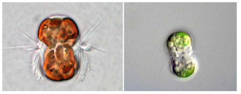 은편모류 기원의 엽록체를 가지고 있는 혼합영양성 섬모류인 Mesodinium rubrum (왼쪽)과 최근 신종으로 보고된 Mesodinium coatsi (오른쪽)