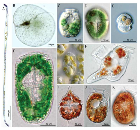 조류 내부공생자(algal endosymbionts) 또는 먹이생물의 엽록체를 보유하고있는 와편모류들의 예.