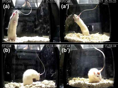 고화질 Dual Video recording 예, (a) 및 (a’)는 정상 상태, (b) 및 (b’)는 LPSE 상태의 두 방향에서의 rat 움직임