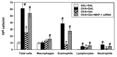 Reverse of inhibitory effect of Gln on airway recruitment of inflammatory cells by MKP-1 siRNA pretreatment.