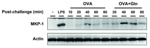 Augmentation of MKP-1 expression by Gln in asthmatic lungs.