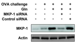 Blockade of Gln-induced augmentation of MKP-1 expression by MKP-1 siRNA pretreatment.