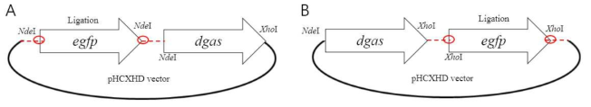 Ligation scheme of egfp fusion. A. pHC-egfp-dgas, B. pHC-dgas-egfp.