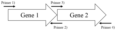 Overlap extension PCR scheme