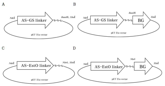 AS-linker-BG vector construction scheme