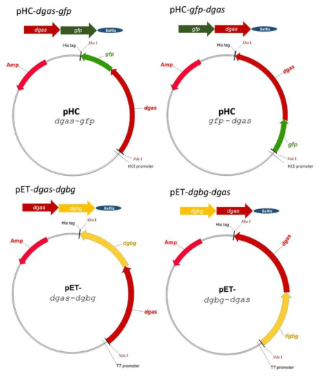 Vector map of recombinant fusion enzymes.