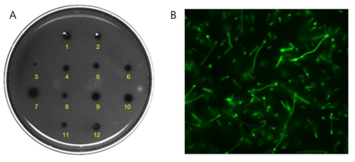 Cellular expression of EGFP-AS. A. Iodine test. B. Fluorescent microscope.