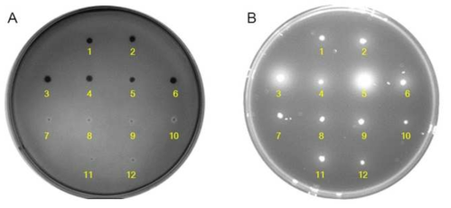 The result of cell reactions. 1-6: AS-BG, 7-12: BG-AS. A. Iodine solution, B. UV illuminator.