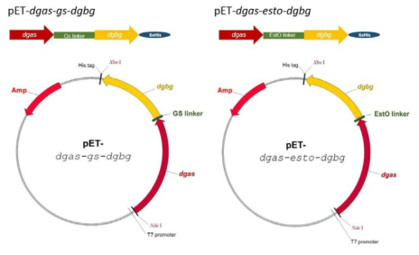 Vector map of linker-fusion enzymes.