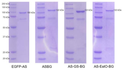 SDS-PAGE of fusion enzyme