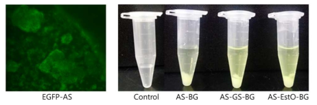 Results of EGFP and BG reaction. A. Fluorescent microscope, B. pNP?G.