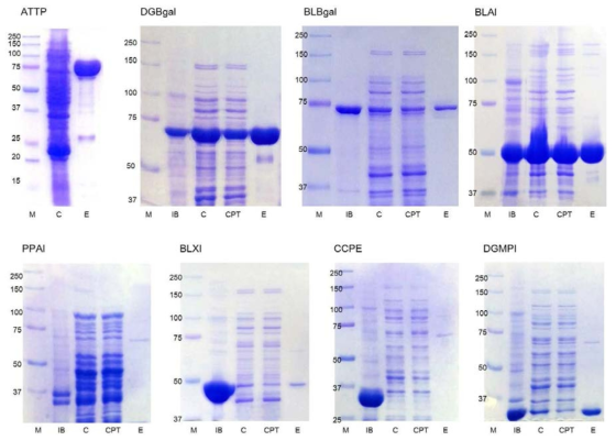 SDS-PAGE of thermophilic enzymes.