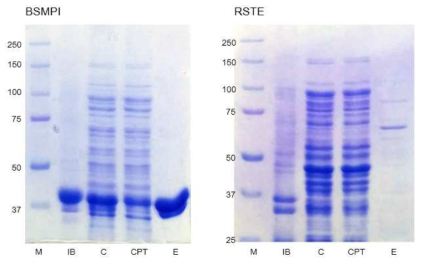 SDS-PAGE of mesophilic enzymes.