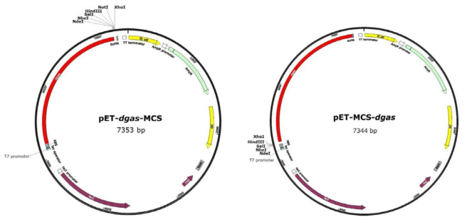 Vector map of pET-dgas-MCS and pET-MCS-dgas.