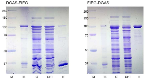 SDS-PAGE of DGAS and FIEG fusion protein.