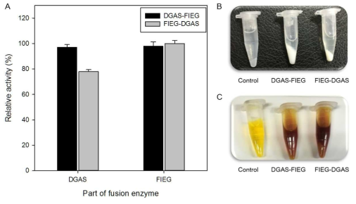 (A) Activity of DGAS and FIEG fusion enzymes (B) Glucan synthesis (C) Hydrolysis of CM-cellulose.