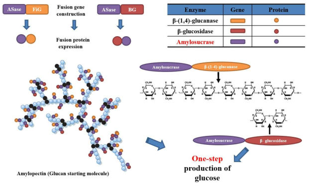 Reaction scheme of cellulose degradation using DGAS-FIEG and DGAS-DGBG