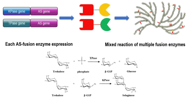 Reaction scheme of selaginose production using PSKP-DGAS and ATTP-DGAS.