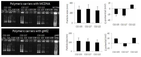 유전자 전달 시스템의 weight ratio, 입자크기 및 z-potential 측정