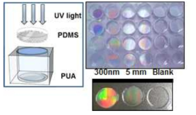 24well culture plate에 도입된 high-throughput 지지체