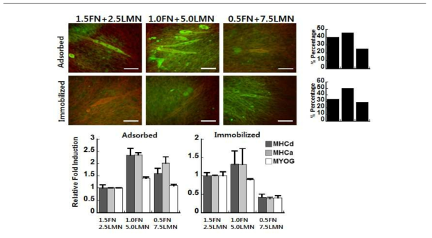 fibronectin과 laminin비율에 따른 근육분화