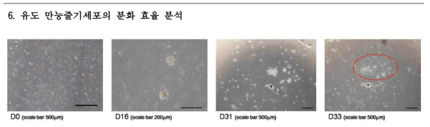 PBAE전달체로 확립된 유도 만능줄기세포