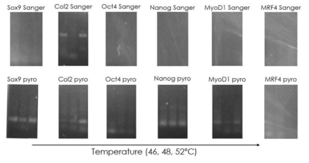 Methylation primer 유효성 확인