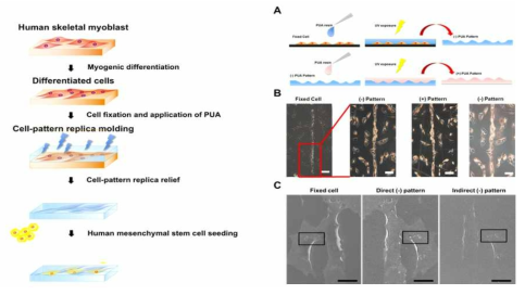 근육세포 모양을 모방하는 PUA기반의 지지체 개발