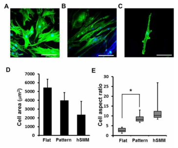 근육세포모양 모방 지지체에서의 줄기세포의 모양변화