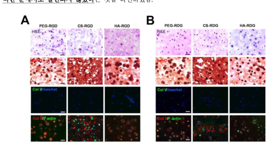 펩타이드가 도입된 생리활성 하이드로겔 안에서의 세포 조직 면역염색