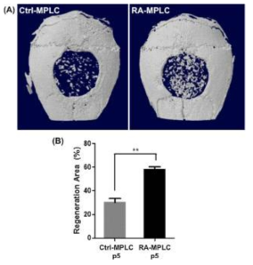 지지체를 이용한 유도만능줄기세포 유래 간엽줄기세포의 in vivo 골 재생능