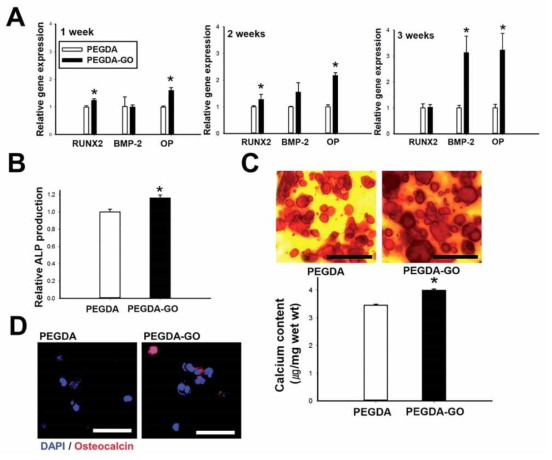 골분화 관련 유전자 발현 율 및 다양한 staining으로 골분화 분석