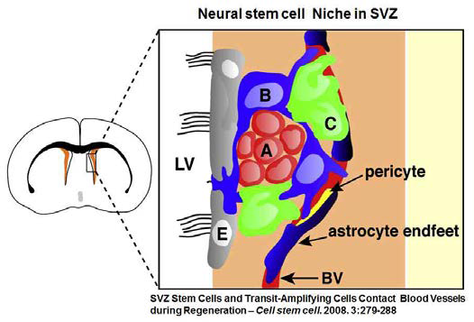 재생과정에서 subventricular zone의 NPCs는 미세혈관에 접촉한 Niche를 구성함.