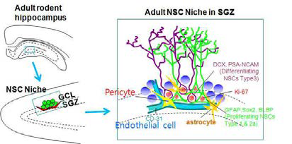 해마 Subgranular Zone (SGZ)에서 의 neural stem cell (NSC) niche 모식도