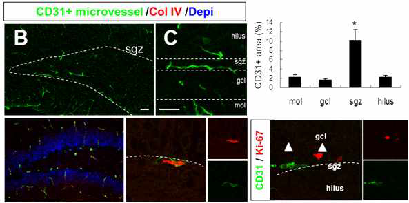 해마 부위에서 sgz에 CD31+미세혈관 분포율이 높고 오래된 혈관(col IV)에 비해 신생 미세혈관(CD31)의 혈관내피세포가 많이 분포함