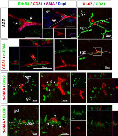 해마 SGZ 에서의 혈관주위세 포(α-SMA)는 신생 미세혈관의 분지 부위에서 Ki67+ NSC와 혈관내피세 포(표지자 CD31) 와 함께 분포함.