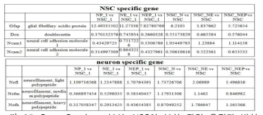Gene Ontology 분석: NSC의 분화 관련 유전자 발현 분석