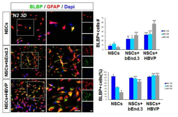 NSC-혈관세포를 직접 접촉 동시배양시 BLBP+NSC는 생존율이낮고 BLBP+NSC %가 점차 감소하 나, 내피세포 bEnd.3와 동시배양시 생존율이 유지되고 주 위세포 HBVP와 동시배양시 생존율이 증가함.