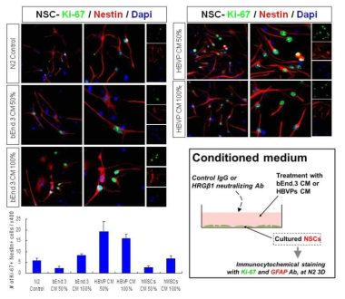 bEnd.3과 HBVP conditioned media(CM)을 NSC에 첨 가 배양한 후 NSC 증식이 HBVP CM에의해 3배 이상 증가함.