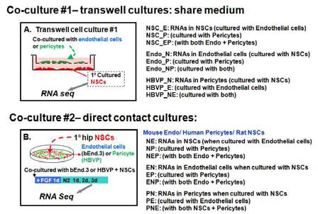 NSC와 혈관 세포의 동시배양 후 RNA seq함